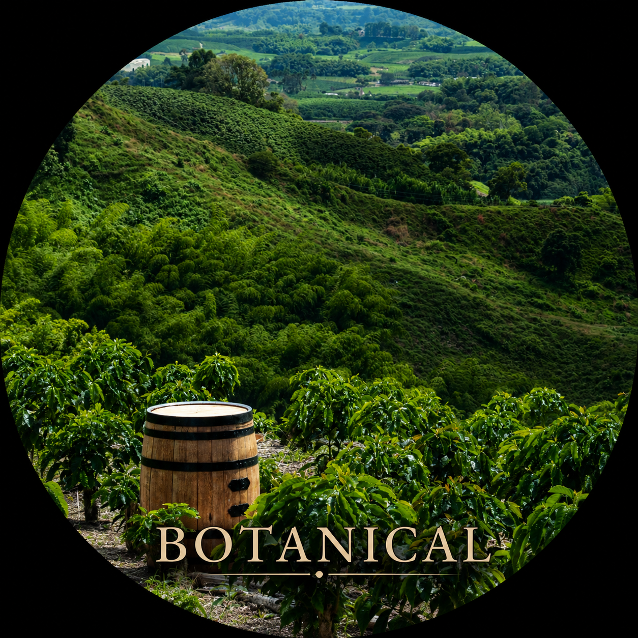 Botanical Series    Experience